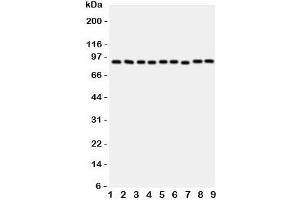Western blot testing of VCP antibody and rat samples 1: brain;  2: kidney;  3: liver;  4: lung; and human samples  5: HeLa;  6: HL-60;  7: A431;  8: A549;  9: SMMC-7721 cell lysate. (VCP antibody  (C-Term))
