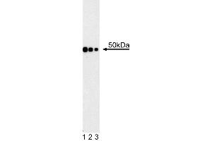 Western blot analysis using anti-human Gata4 antibody. (GATA4 antibody)