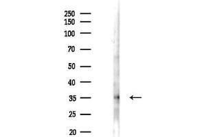 Western blot analysis of lysates from 293 cells(LPS 4h treatment), using Phospho-STUB1/CHIP (Ser19) Antibody at 1/1000 dilution.