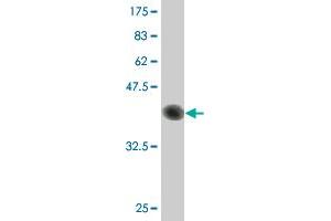 Western Blot detection against Immunogen (41. (C1D antibody  (AA 1-141))