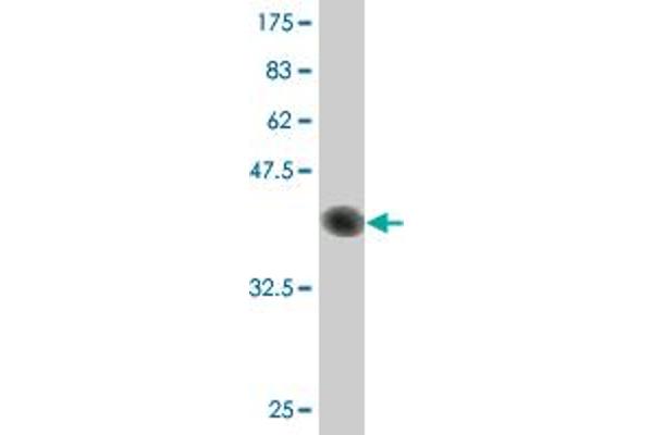 C1D antibody  (AA 1-141)