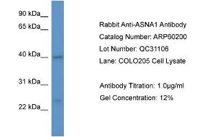 Western Blotting (WB) image for anti-ArsA Arsenite Transporter, ATP-Binding, Homolog 1 (ASNA1) (C-Term) antibody (ABIN2788366) (ASNA1 antibody  (C-Term))