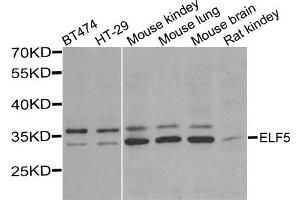 Western blot analysis of extracts of various cells, using ELF5 antibody. (ELF5 antibody)