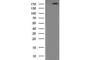 Image no. 8 for anti-Phosphatidylinositol-4-Phosphate 3-Kinase, Catalytic Subunit Type 2 beta (PIK3C2B) antibody (ABIN1500199) (PIK3C2B antibody)