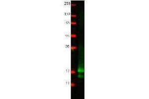 Western blot using  protein-A purified anti-chicken IFN gamma antibody shows detection of recombinant chicken IFN gamma at 16.