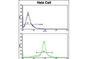 Flow cytometric analysis of hela cells using GOLPH3 Antibody (C-term)(bottom histogram) compared to a negative control cell (top histogram). (GOLPH3 antibody  (C-Term))