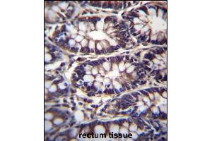 TTC15 Antibody (C-term) (ABIN657310 and ABIN2846388) immunohistochemistry analysis in formalin fixed and paraffin embedded human rectum tissue followed by peroxidase conjugation of the secondary antibody and DAB staining. (TTC15 antibody  (C-Term))