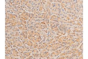 ABIN6267220 at 1/100 staining human pancreatic tissue sections by IHC-P. (HSPB6 antibody  (pSer16))