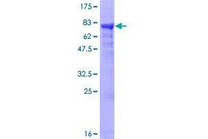 ADPGK Protein (AA 1-497) (GST tag)
