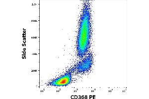 Flow cytometry surface staining pattern of human peripheral whole blood stained using anti-human CD368 (9B9) PE antibody (10 μL reagent / 100 μL of peripheral whole blood). (CLEC4D antibody  (PE))