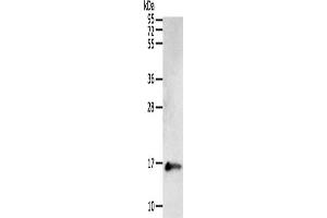 Western Blotting (WB) image for anti-Parvalbumin (PVALB) antibody (ABIN2422106) (PVALB antibody)