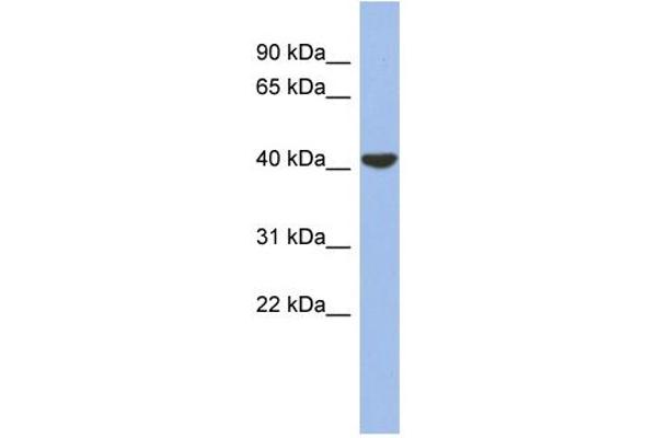 GJD4 antibody  (Middle Region)