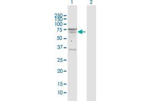 Western Blot analysis of SEMA6D expression in transfected 293T cell line by SEMA6D MaxPab polyclonal antibody. (SEMA6D antibody  (AA 1-476))