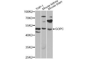 Western blot analysis of extracts of various cell lines, using GOPC antibody (ABIN6292960) at 1:1000 dilution.