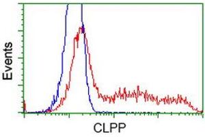 HEK293T cells transfected with either RC200301 overexpress plasmid (Red) or empty vector control plasmid (Blue) were immunostained by anti-CLPP antibody (ABIN2453958), and then analyzed by flow cytometry. (CLPP antibody)