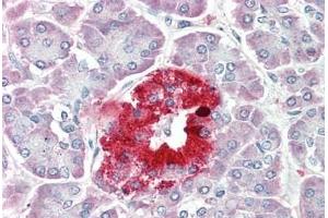 Human Pancreas: Formalin-Fixed, Paraffin-Embedded (FFPE) (PCSK1N antibody  (AA 182-193))