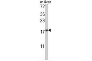 Western blot analysis of MAFF Antibody (Center) in mouse liver tissue lysates (35ug/lane).