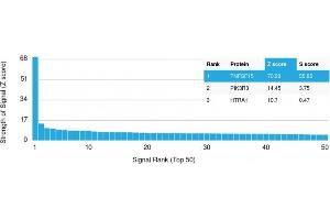 Analysis of Protein Array containing more than 19,000 full-length human proteins using VEGI Rabbit Recombinant Monoclonal Antibody (VEGI/2052R). (Recombinant TNFSF15 antibody)