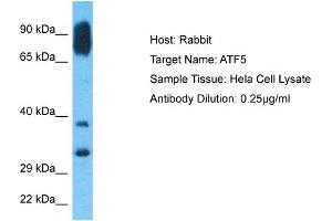Host: Rabbit Target Name: ATF5 Sample Type: Hela Whole Cell lysates Antibody Dilution: 0. (ATF5 antibody  (N-Term))