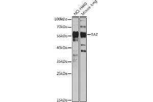 WWTR1 anticorps  (C-Term)