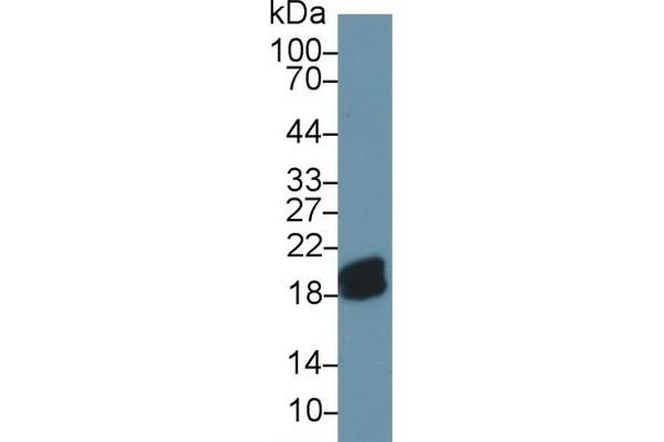 CPLX2 antibody  (AA 2-134)