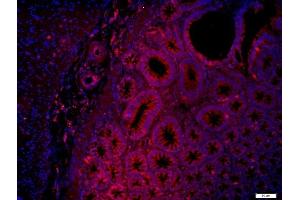 Paraformaldehyde-fixed, paraffin embedded mouse intestines, Antigen retrieval by boiling in sodium citrate buffer (pH6) for 15min, Block endogenous peroxidase by 3% hydrogen peroxide for 20 minutes, Blocking buffer (normal goat serum) at 37°C for 30min, Antibody incubation with (Layilin) Polyclonal Antibody, Unconjugated  at 1:400 overnight at 4°C, followed by a conjugated secondary (Goat Anti-rabbit IgG/Bio) for 20minutes at 37°C, followed by a conjugated streptavidin for 40 minutes and DAPI staining of the nuclei. (Layilin antibody  (AA 281-382))