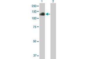 Western Blot analysis of DZIP1 expression in transfected 293T cell line by DZIP1 MaxPab polyclonal antibody. (DZIP1 antibody  (AA 1-867))