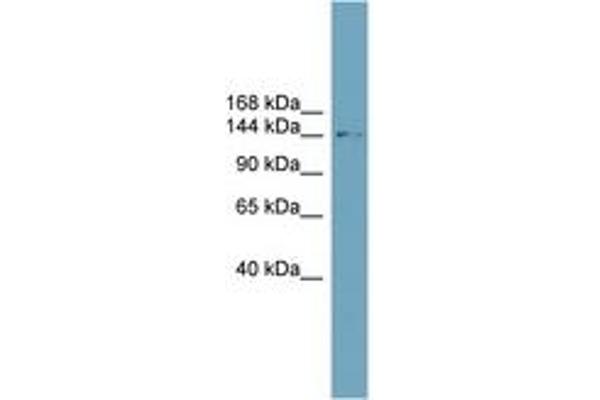 SLC4A2 antibody  (N-Term)