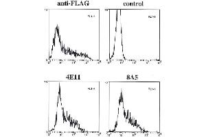 Flow cytometry data of overexpressed FLAG-tagged caspase-11 in 293T cells using anti-caspase-11 mAbs (4E11 and 8A5) , anti-FLAG or control. (Caspase 4 antibody)