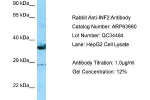 Western Blotting (WB) image for anti-Inverted Formin, FH2 and WH2 Domain Containing (INF2) (C-Term) antibody (ABIN970960) (INF2 antibody  (C-Term))