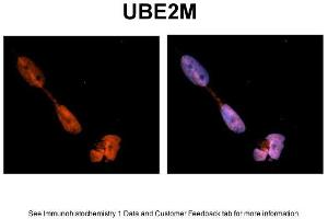 Sample Type: NT2 cells Red: Antibody Blue: DAPI Primary Dilution: 1ug/50ul antibody Secondary Antibody: Alexa goat anti-rabbit 594 Image Submitted by: Yuzhi Chen, University of Arkansas for Medical Sciences (UBE2M antibody  (N-Term))