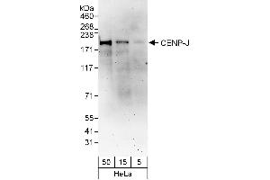 anti-Centromere Protein J (CENPJ) (AA 675-725) antibody