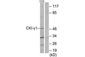 Western blot analysis of extracts from COS7 cells, using CKI-gamma1 Antibody. (CSNK1G1 antibody  (AA 1-50))