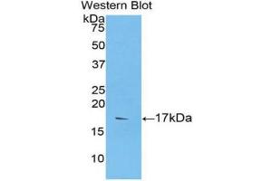 Western Blotting (WB) image for anti-Caspase 9, Apoptosis-Related Cysteine Peptidase (CASP9) (AA 331-416) antibody (ABIN1858257) (Caspase 9 antibody  (AA 331-416))