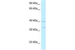 Image no. 1 for anti-5-Azacytidine Induced 2 (AZI2) (AA 170-219) antibody (ABIN6748099)