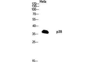 Western Blot (WB) analysis of HeLa lysis using p38 antibody. (MAPK14 antibody  (Ser272))