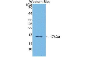 Western Blotting (WB) image for anti-Sema Domain, Immunoglobulin Domain (Ig), Short Basic Domain, Secreted, (Semaphorin) 3A (SEMA3A) (AA 31-150) antibody (ABIN1860519)