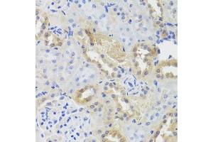 Immunohistochemistry of paraffin-embedded rat kidney using CTSC antibody. (CTSC antibody  (AA 25-134))