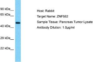 Host: Rabbit Target Name: ZNF682 Sample Type: Pancreas Tumor lysates Antibody Dilution: 1. (ZNF682 antibody  (N-Term))