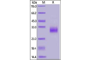 Biotinylated Human TNFSF11, His,Avitag, active trimer(MALS verified) on  under reducing (R) condition.