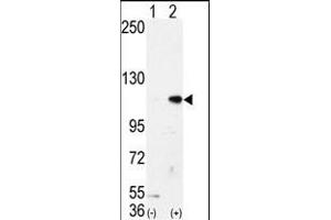 Western blot analysis of AOF2 (arrow) using LSD1 Antibody (N-term) (ABIN388021 and ABIN2845463).