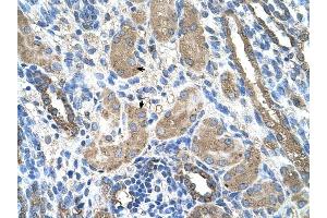 CYP2D6 antibody was used for immunohistochemistry at a concentration of 4-8 ug/ml to stain Epithelial cells of renal tubule (arrows) in Human Kidney. (CYP2D6 antibody  (N-Term))