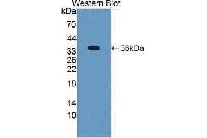 TSKU Antikörper  (AA 30-307)