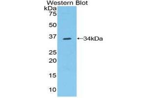 Western Blotting (WB) image for anti-Contactin 1 (CNTN1) (AA 736-1003) antibody (ABIN1858437) (Contactin 1 antibody  (AA 736-1003))
