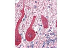 Formalin-fixed and paraffin-embedded human Brain, Cerebellum tissue reacted with ALDOC antibody (C-term) (ABIN389207 and ABIN2839365) , which was peroxidase-conjugated to the secondary antibody, followed by AEC staining. (ALDOC antibody  (C-Term))