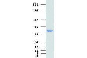 Validation with Western Blot