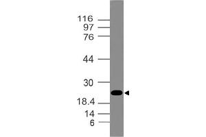 Image no. 1 for anti-High Mobility Group Box 1 (HMGB1) (AA 1-210) antibody (ABIN5027249) (HMGB1 antibody  (AA 1-210))
