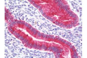 Anti-PAEP / Glycodelin / GdF antibody IHC staining of human uterus, endometrium. (PAEP antibody  (AA 73-101))