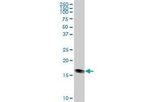 HSPB6 MaxPab polyclonal antibody. (HSPB6 antibody  (AA 1-160))