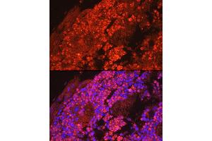 Immunofluorescence analysis of mouse bone marrow cells using Myeloperoxidase (MPO) Rabbit pAb (ABIN6128315, ABIN6143964, ABIN6143965 and ABIN6217844) at dilution of 1:50 (40x lens). (Myeloperoxidase antibody  (AA 50-310))